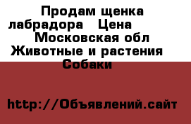 Продам щенка лабрадора › Цена ­ 6 000 - Московская обл. Животные и растения » Собаки   